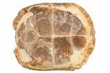 Colorful Fossil Tortoise (Stylemys) - South Dakota #263497-5